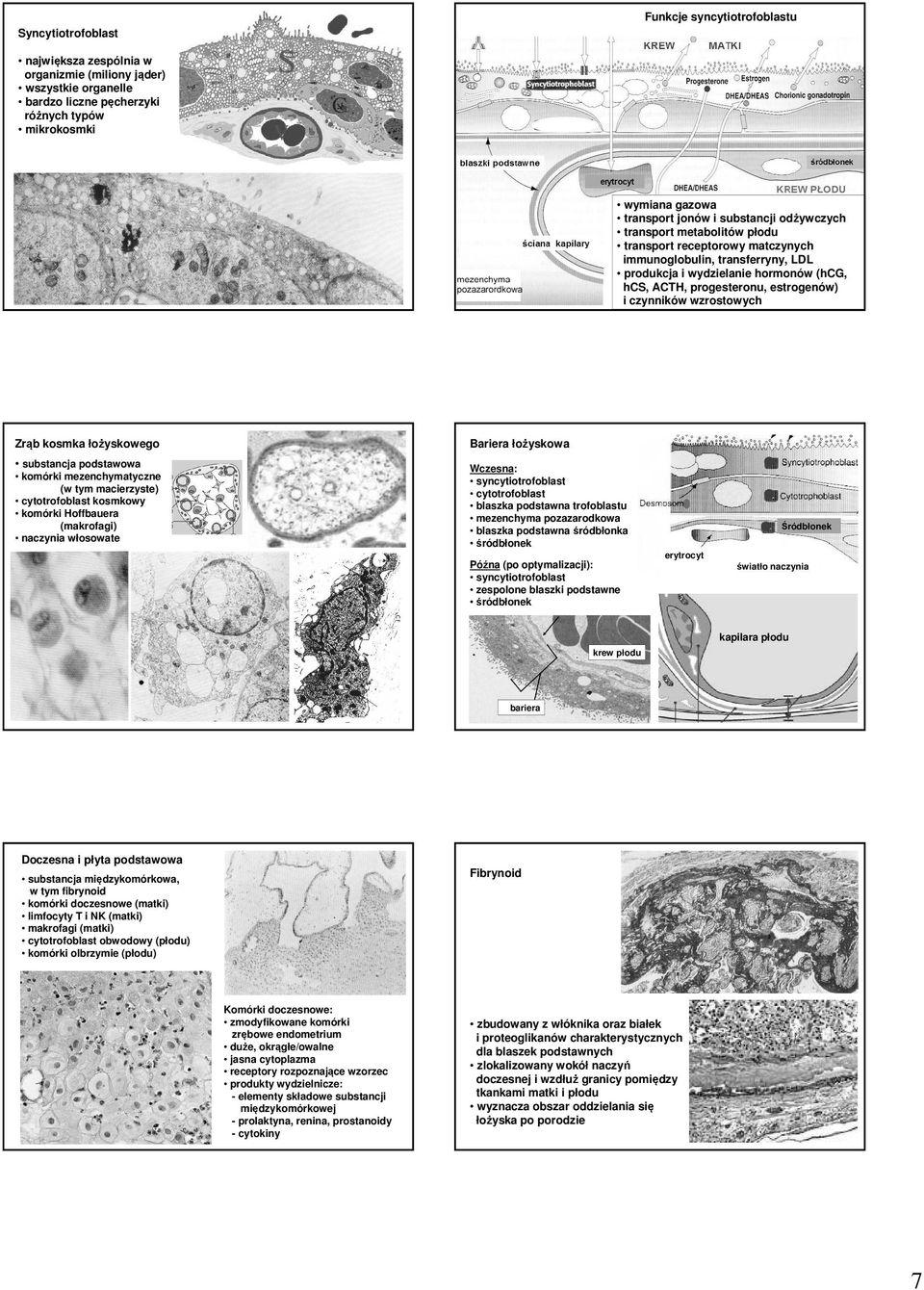 czynników wzrostowych Zrąb kosmka łożyskowego Bariera łożyskowa substancja podstawowa Wczesna: syncytiotrofoblast cytotrofoblast trofoblastu mezenchyma pozazarodkowa śródbłonka śródbłonek komórki