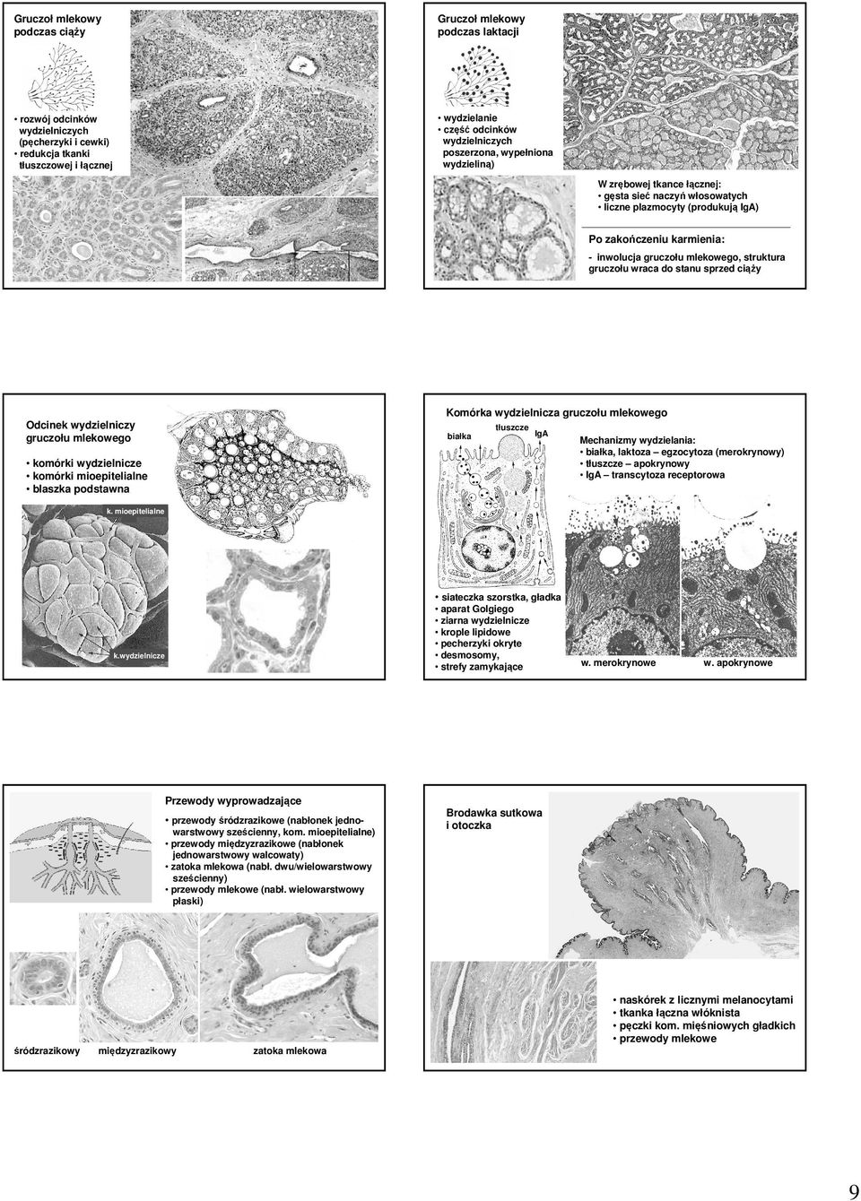 Komórka wydzielnicza gruczołu mlekowego Odcinek wydzielniczy gruczołu mlekowego tłuszcze białka IgA komórki wydzielnicze komórki mioepitelialne Mechanizmy wydzielania: białka, laktoza egzocytoza