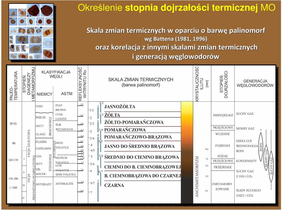 palinomorf wg Battena (1981, 1996) oraz