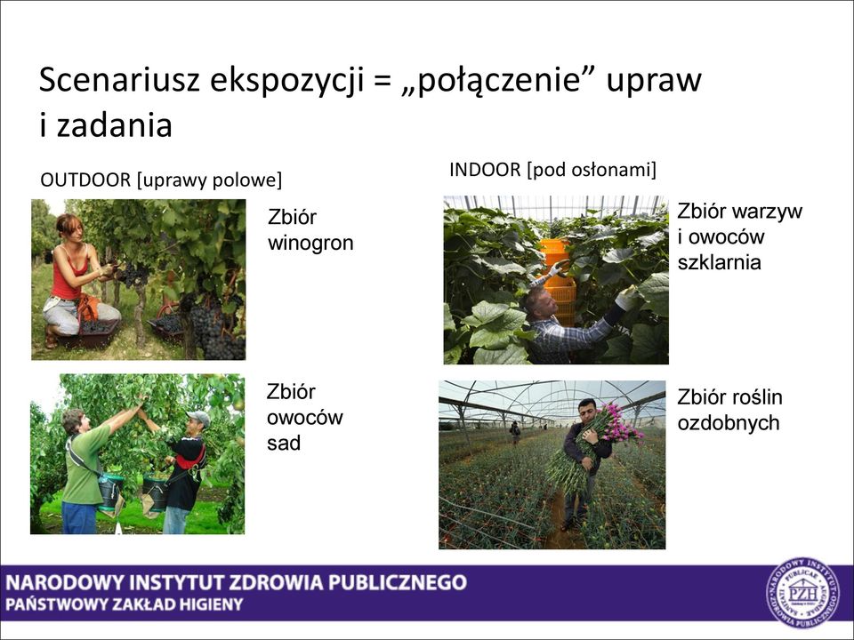 winogron INDOOR [pod osłonami] Zbiór warzyw i