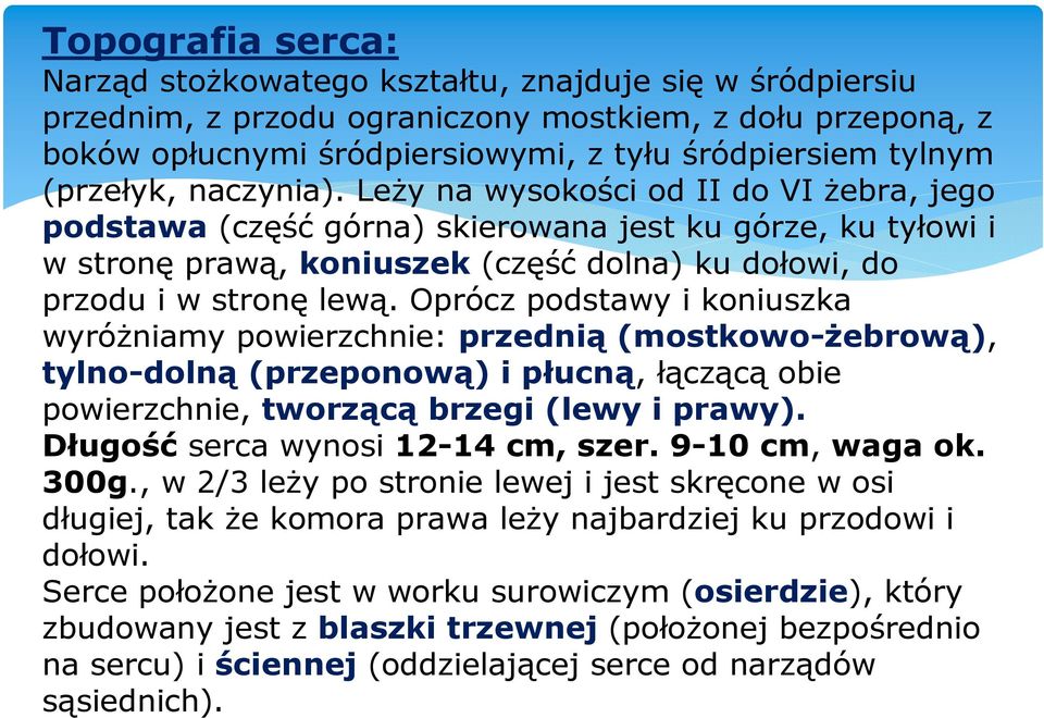 Leży na wysokości od II do VI żebra, jego podstawa (część górna) skierowana jest ku górze, ku tyłowi i w stronę prawą, koniuszek (część dolna) ku dołowi, do przodu i w stronę lewą.