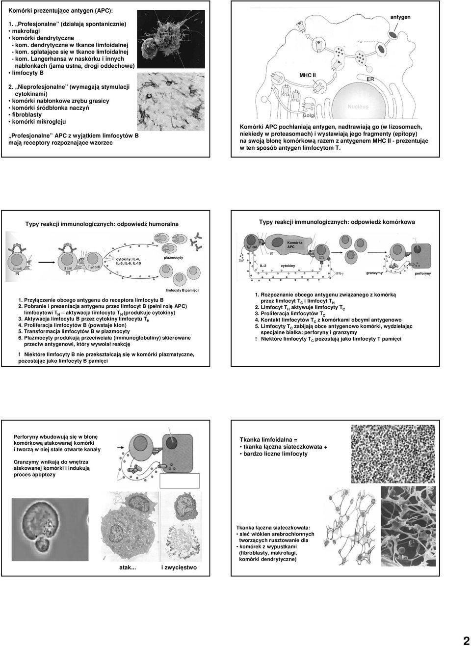 Nieprofesjonalne (wymagają stymulacji cytokinami) komórki nabłonkowe zrębu grasicy komórki śródbłonka naczyń fibroblasty komórki mikrogleju Profesjonalne APC z wyjątkiem limfocytów B mają receptory