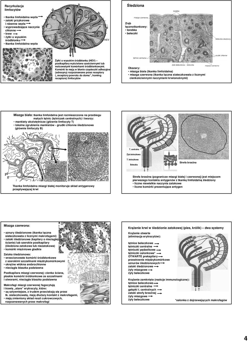 Komórki te mają w błonie cząsteczki adhezyjne (adresyny) rozpoznawane przez receptory ( receptory powrotu do domu, homing receptors) limfocytów Obszary: miazga biała (tkanka limfoidalna) miazga