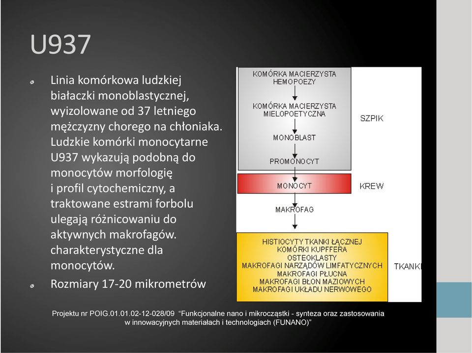 Ludzkie komórki monocytarne U937 wykazują podobną do monocytów morfologię i profil