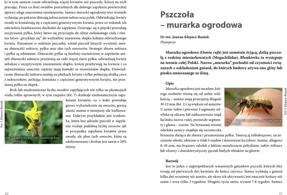 Samice murarki ogrodowej oraz trzmiele wylatując po pokarm zbierają jednocześnie nektar oraz pyłek.