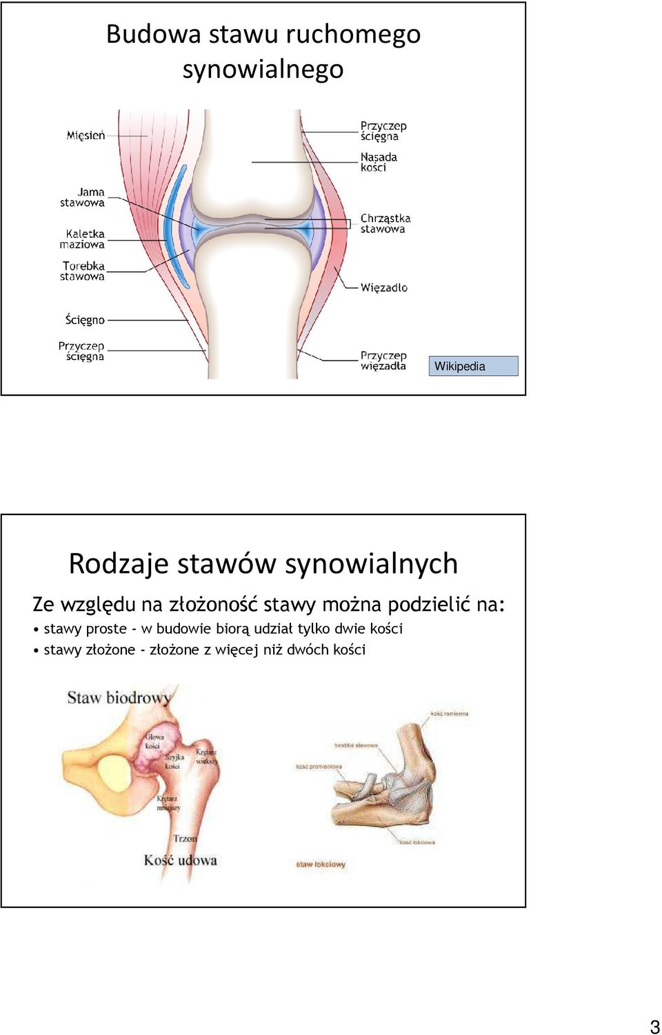 podzielić na: stawy proste - w budowie biorą udział tylko