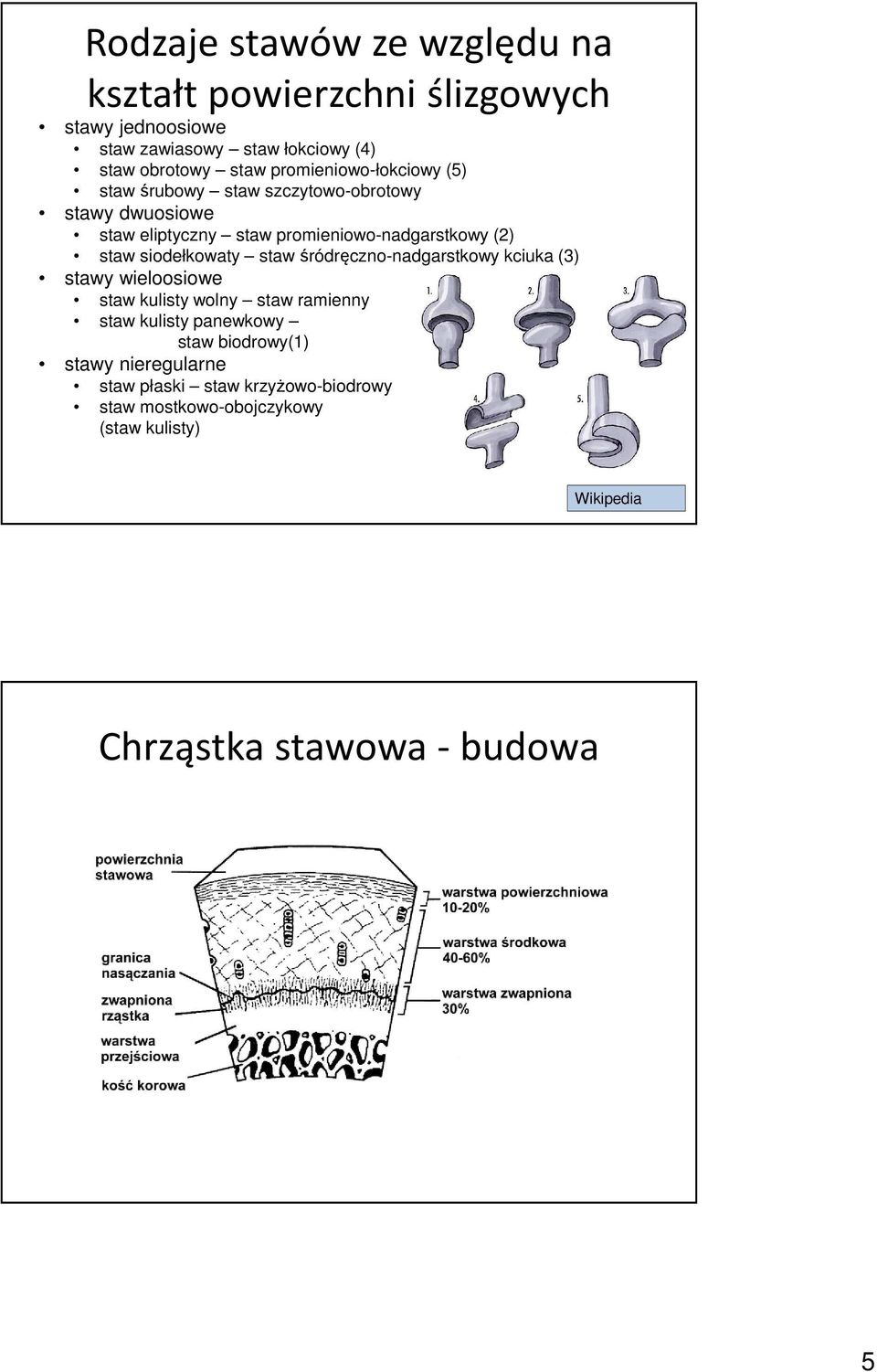 siodełkowaty staw śródręczno-nadgarstkowy kciuka (3) stawy wieloosiowe staw kulisty wolny staw ramienny staw kulisty panewkowy staw