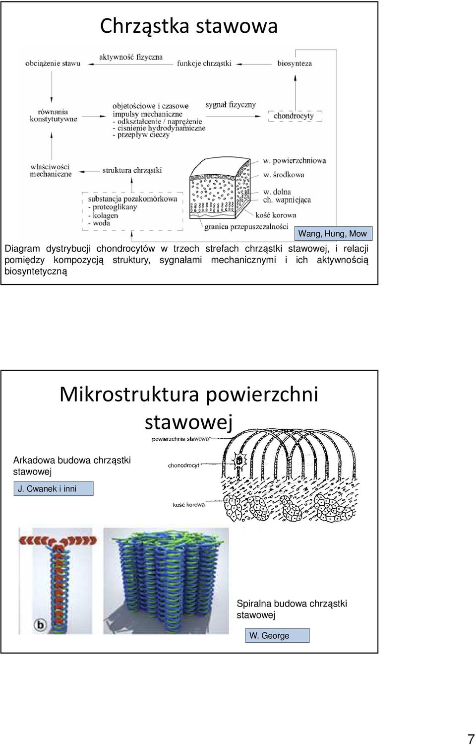 i ich aktywnością biosyntetyczną Mikrostruktura powierzchni stawowej Arkadowa budowa