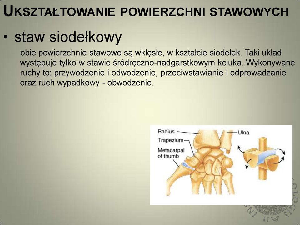 Taki układ występuje tylko w stawie śródręczno-nadgarstkowym