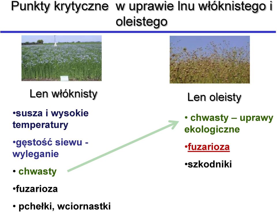 siewu - wyleganie chwasty fuzarioza pchełki,