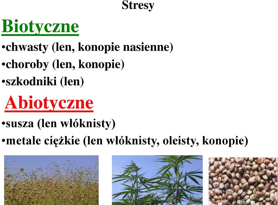 (len) Abiotyczne susza (len włóknisty)