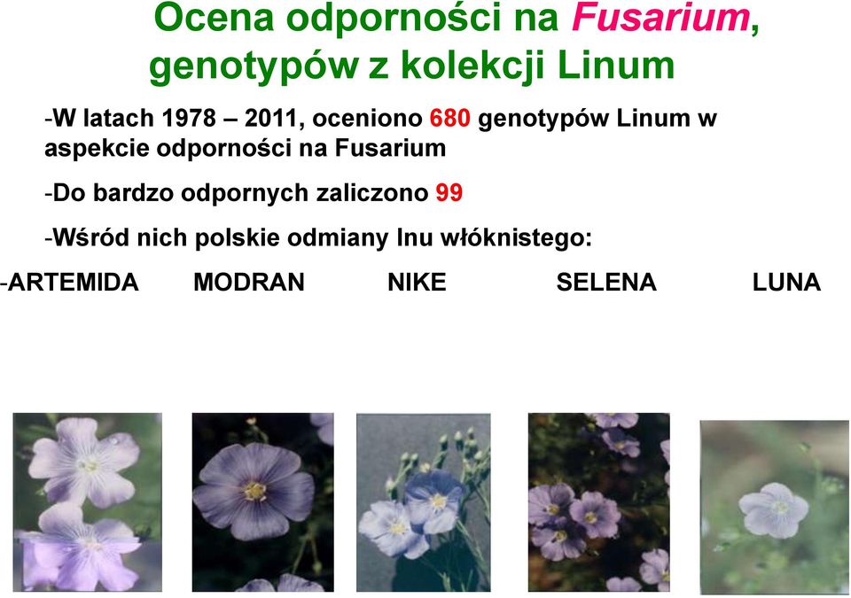 odporności na Fusarium -Do bardzo odpornych zaliczono 99 -Wśród