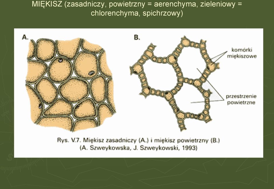 aerenchyma,