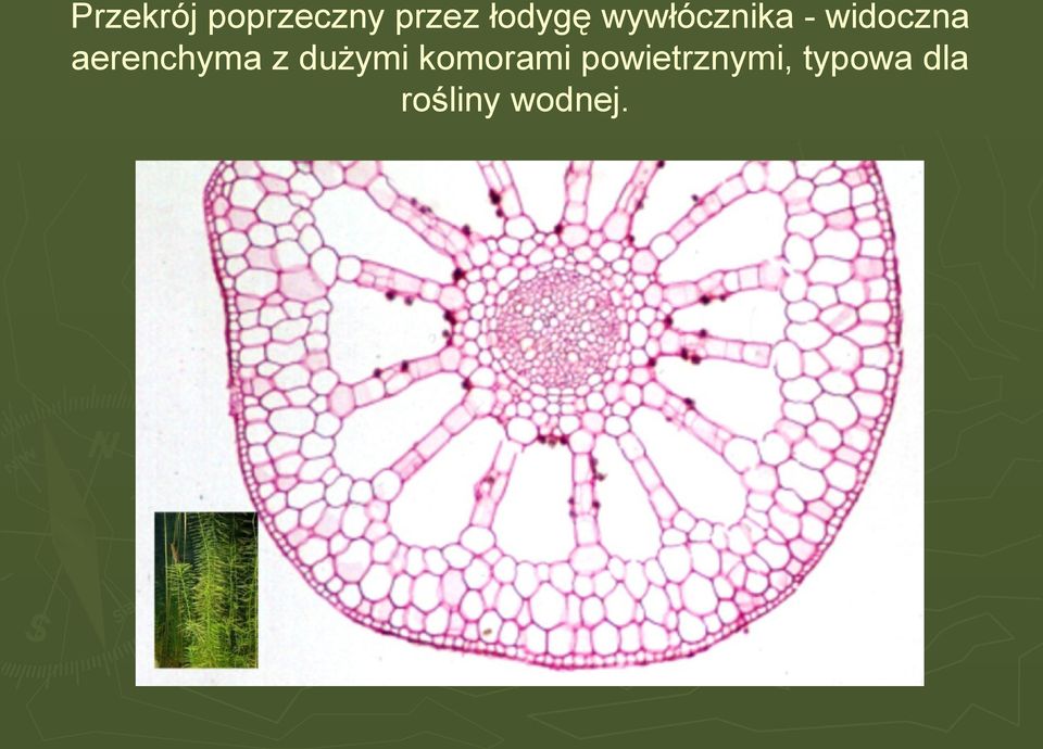 aerenchyma z dużymi komorami