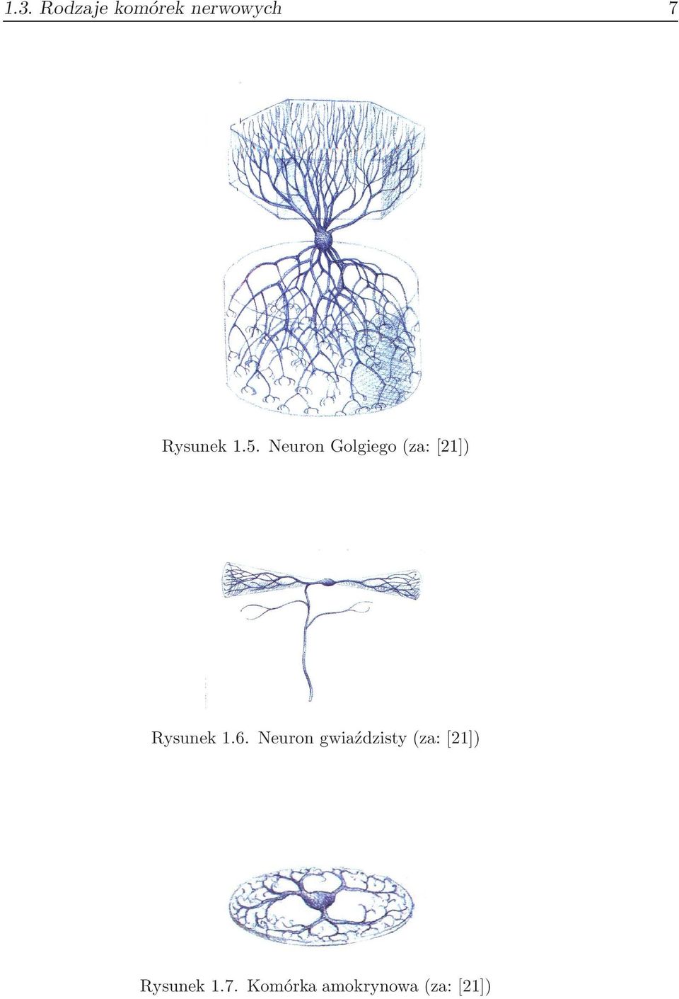 Neuron Golgiego(za:[21]) Rysunek 1.6.