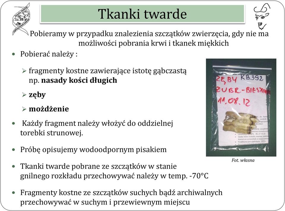 nasady kości długich zęby możdżenie Tkanki twarde Każdy fragment należy włożyć do oddzielnej torebki strunowej.