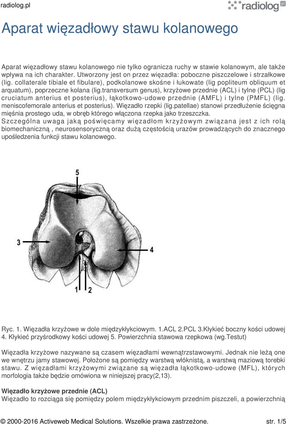 transversum genus), krzyżowe przednie (ACL) i tylne (PCL) (lig cruciatum anterius et posterius), łąkotkowo-udowe przednie (AMFL) i tylne (PMFL) (lig. meniscofemorale anterius et posterius).