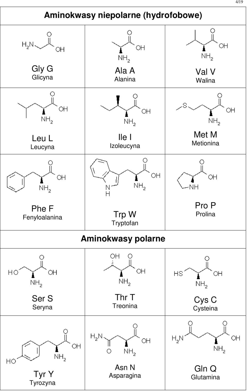 Fenyloalanina Trp W Tryptofan Aminokwasy polarne Pro P Prolina Ser S