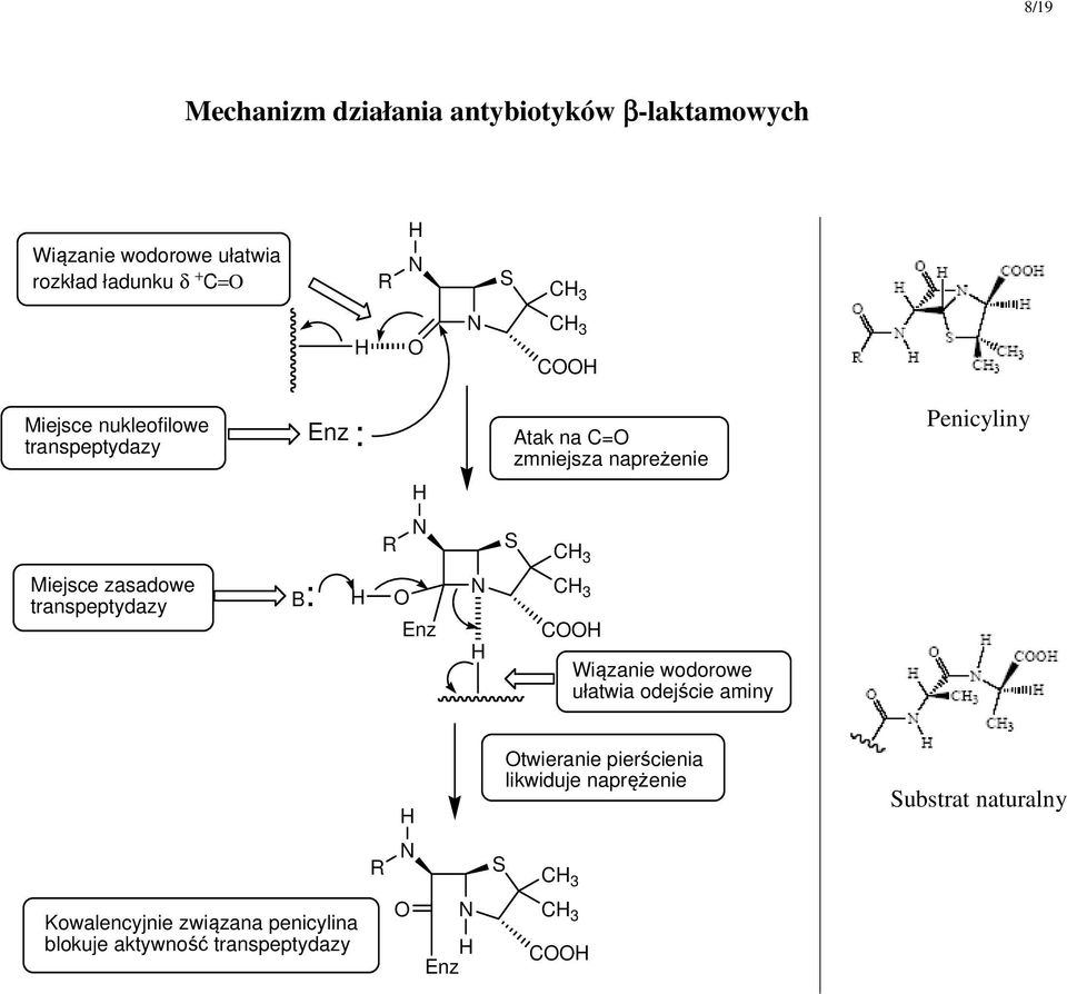 transpeptydazy B: R S Enz C Wiązanie wodorowe ułatwia odejście aminy Penicyliny R S twieranie