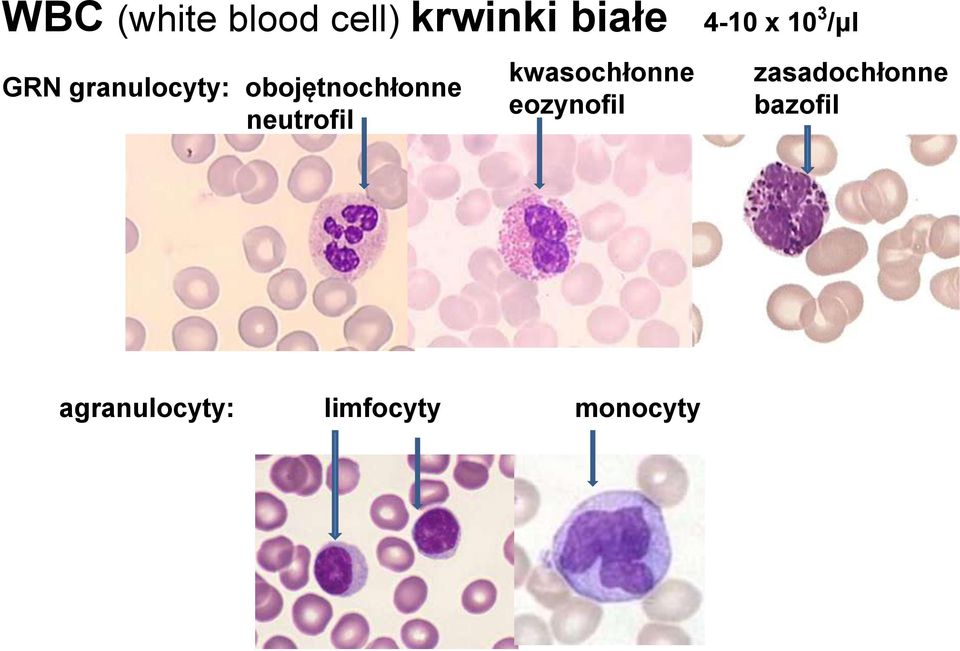 neutrofil kwasochłonne eozynofil