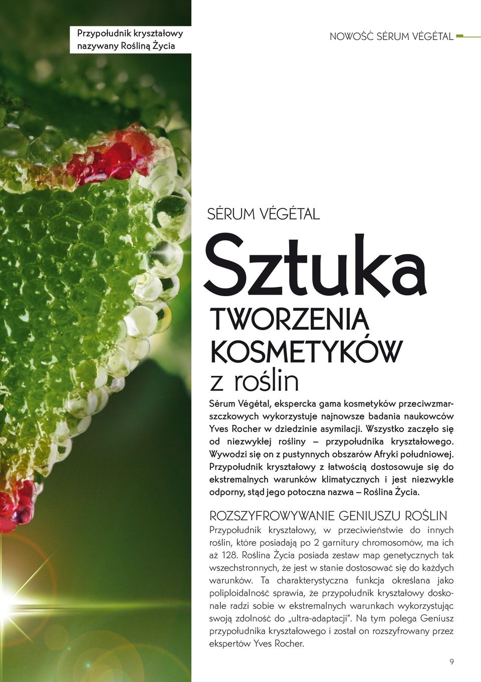 Przypołudnik kryształowy z łatwością dostosowuje się do ekstremalnych warunków klimatycznych i jest niezwykle odporny, stąd jego potoczna nazwa Roślina Życia.