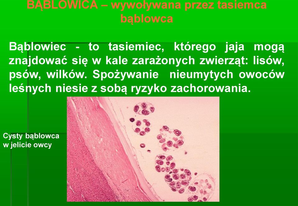 zwierząt: lisów, psów, wilków.