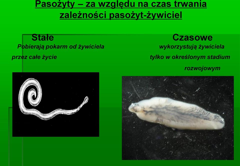 żywiciela przez całe życie Czasowe