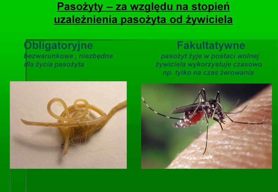 życia pasożyta Fakultatywne pasożyt żyje w postaci