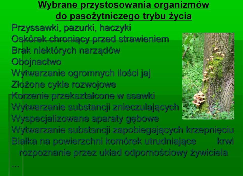 przekształcone w ssawki Wytwarzanie substancji znieczulających Wyspecjalizowane aparaty gębowe Wytwarzanie substancji