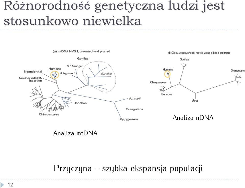 Analiza mtdna Analiza ndna