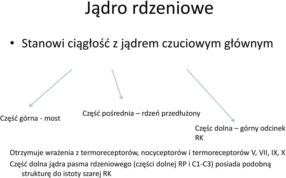 termoreceptorów, nocyceptorów i termoreceptorów V, VII, IX, X Część dolna jądra