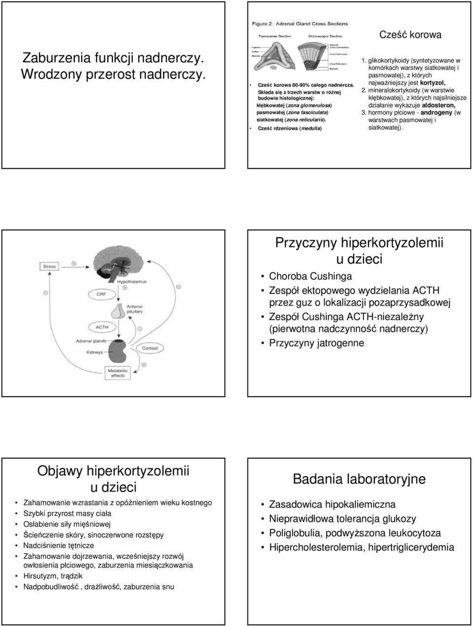 glikokortykoidy (syntetyzowane w komórkach warstwy siatkowatej i pasmowatej), z których najważniejszy jest, 2.