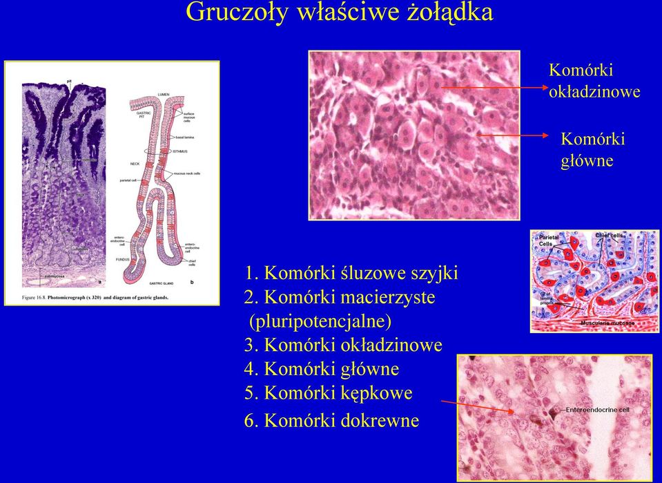 Komórki macierzyste (pluripotencjalne) 3.