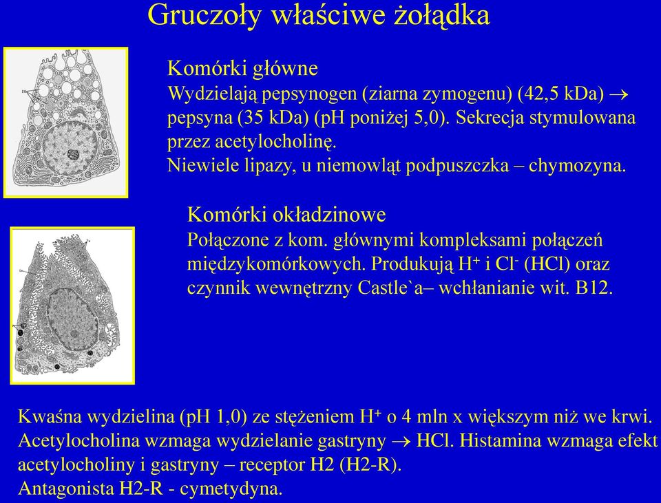 głównymi kompleksami połączeń międzykomórkowych. Produkują H + i Cl - (HCl) oraz czynnik wewnętrzny Castle`a wchłanianie wit. B12.