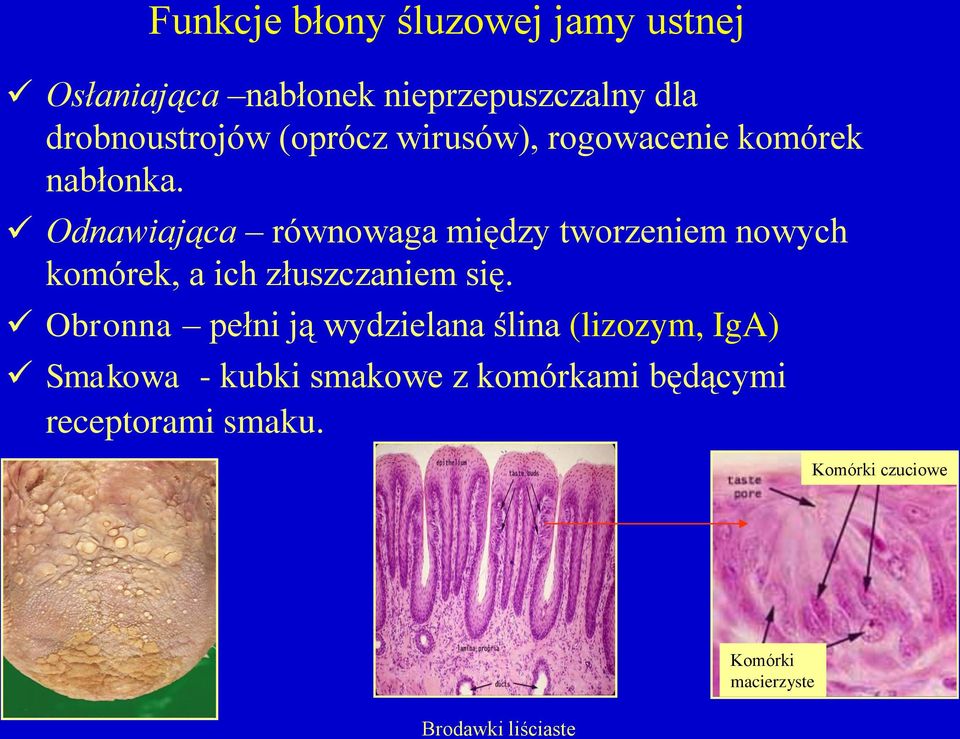 Odnawiająca równowaga między tworzeniem nowych komórek, a ich złuszczaniem się.