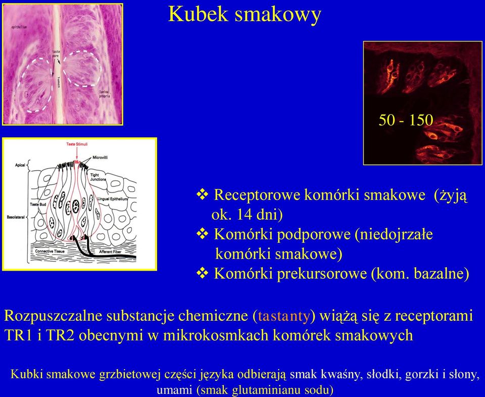 bazalne) Rozpuszczalne substancje chemiczne (tastanty) wiążą się z receptorami TR1 i TR2 obecnymi