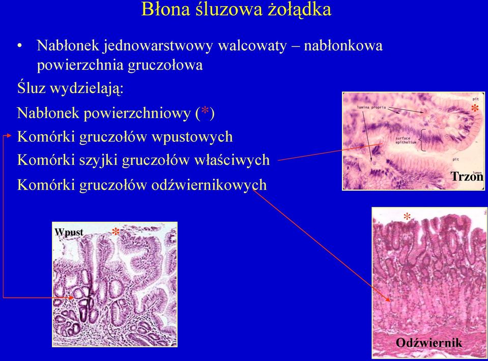 powierzchniowy (*) Komórki gruczołów wpustowych Komórki szyjki