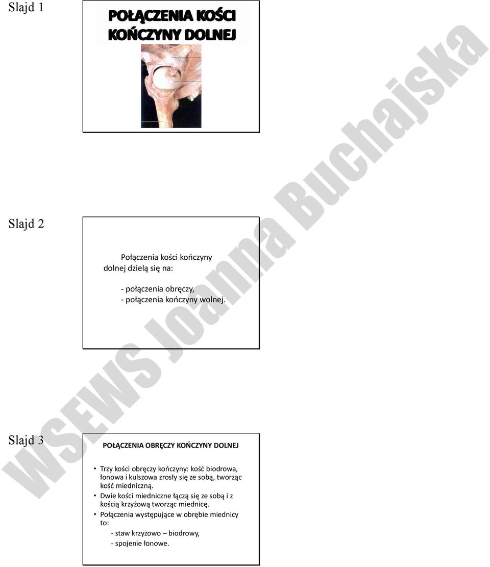POŁĄCZENIA OBRĘCZY KOŃCZYNY DOLNEJ Trzy kości obręczy kończyny: kość biodrowa, łonowa i kulszowa zrosły się ze sobą,