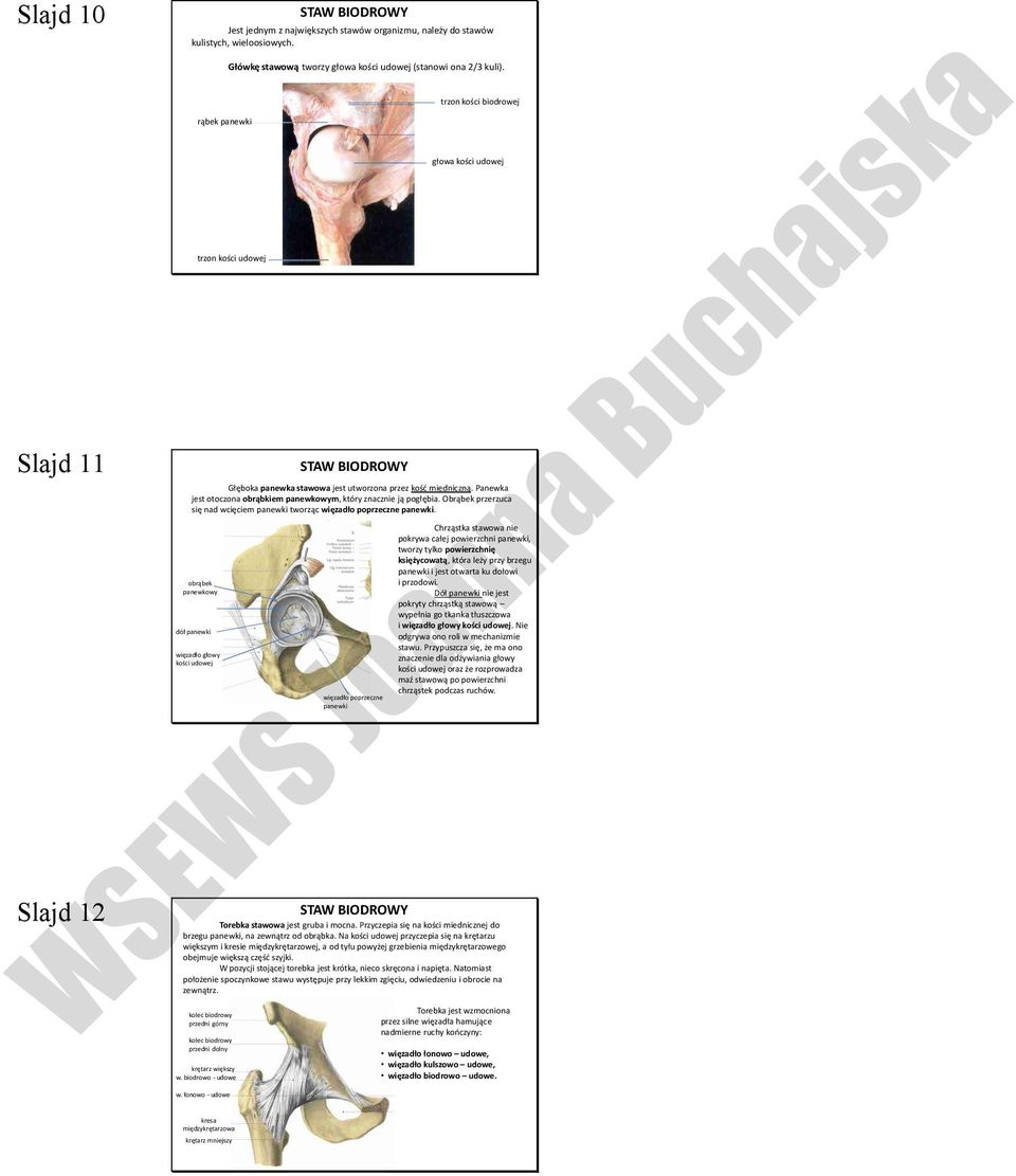 trzon kości udowej STAW BIODROWY trzon kości biodrowej głowa kości udowej Głęboka panewka stawowa jest utworzona przez kość miedniczną.