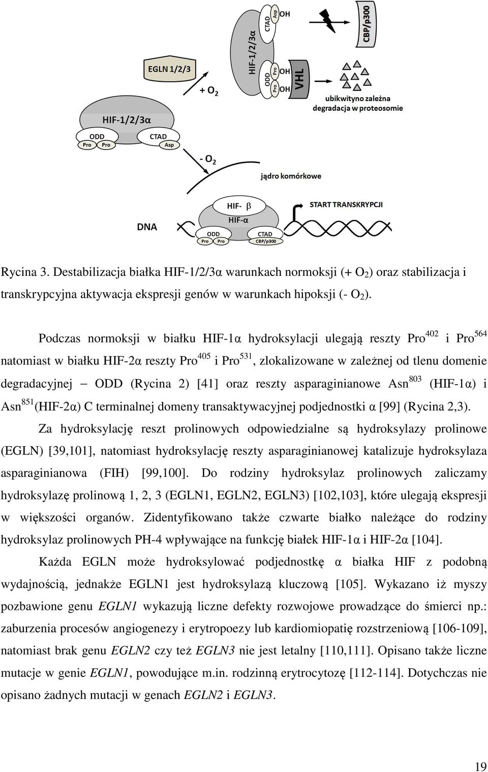 (Rycina 2) [41] oraz reszty asparaginianowe Asn 803 (HIF-1α) i Asn 851 (HIF-2α) C terminalnej domeny transaktywacyjnej podjednostki α [99] (Rycina 2,3).