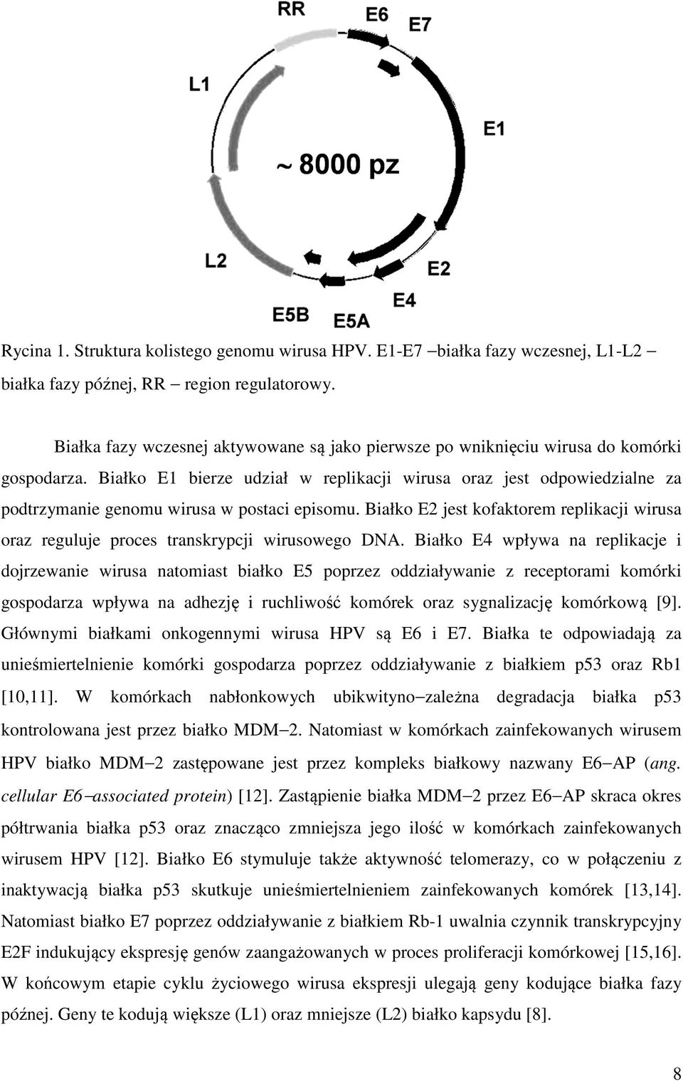 Białko E1 bierze udział w replikacji wirusa oraz jest odpowiedzialne za podtrzymanie genomu wirusa w postaci episomu.