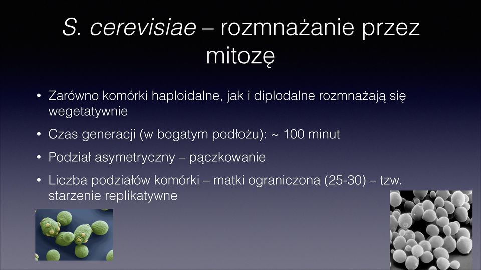 bogatym podłożu): ~ 100 minut Podział asymetryczny pączkowanie