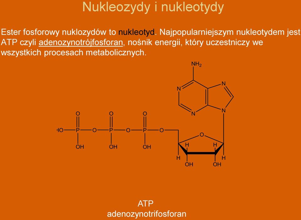 Najpopularniejszym nukleotydem jest ATP czyli