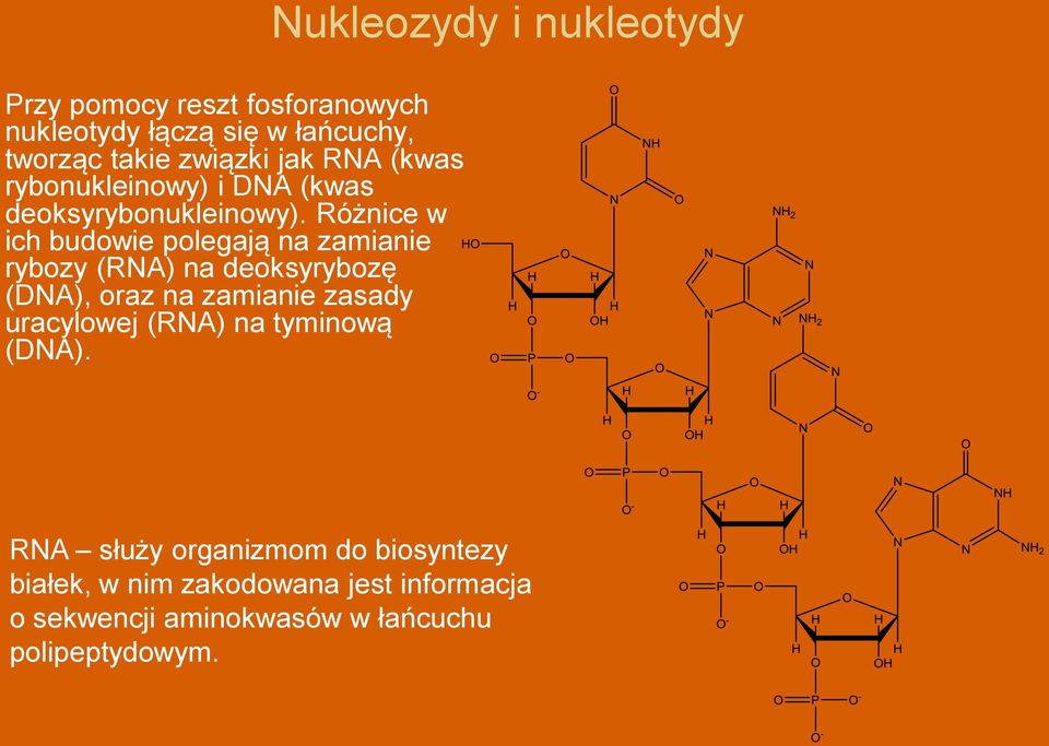 Różnice w ich budowie polegają na zamianie rybozy (RNA) na deoksyrybozę (DNA), oraz na zamianie zasady