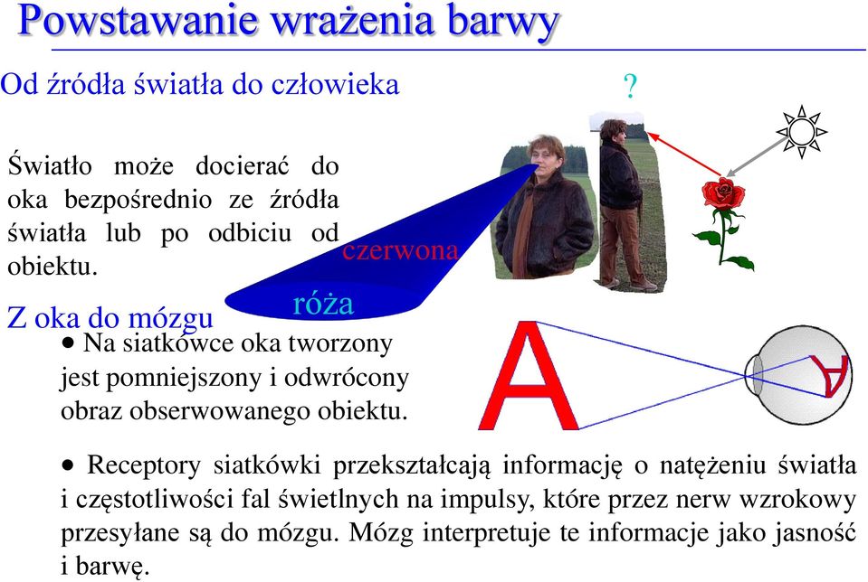 Z oka do mózgu róża czerwona Na siatkówce oka tworzony jest pomniejszony i odwrócony obraz obserwowanego obiektu.