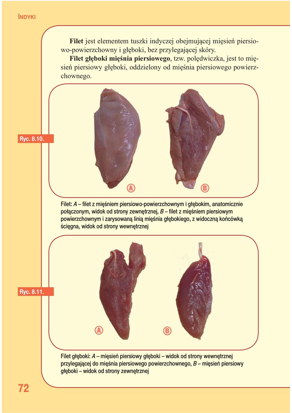 A B Filet: A fi let z mięśniem piersiowo-powierzchownym i głębokim, anatomicznie połączonym, widok od strony zewnętrznej, B fi let z mięśniem piersiowym powierzchownym i zarysowaną