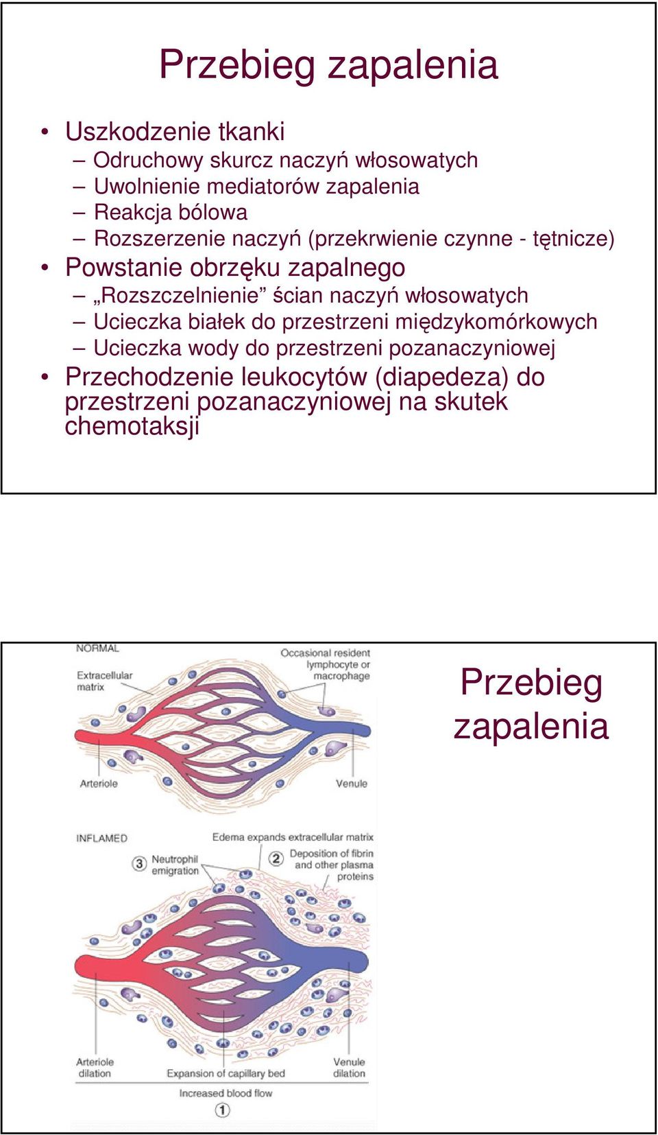 ścian naczyń włosowatych Ucieczka białek do przestrzeni międzykomórkowych Ucieczka wody do przestrzeni