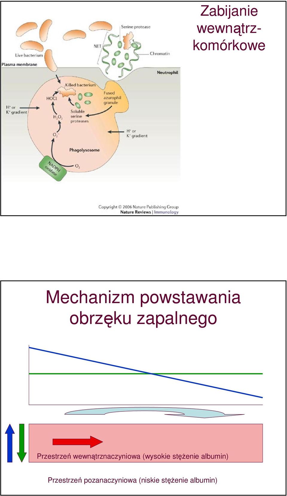 wewnątrznaczyniowa (wysokie stężenie