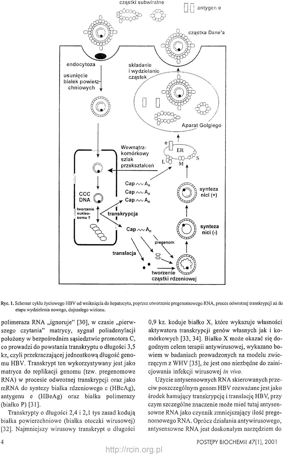 Schemat cyklu życiowego HBV od wniknięcia do hepatocytu, poprzez utworzenie pregenomowego RNA, proces odwrotnej transkrypcji aż do etapu wydzielenia nowego, dojrzałego wirionu.