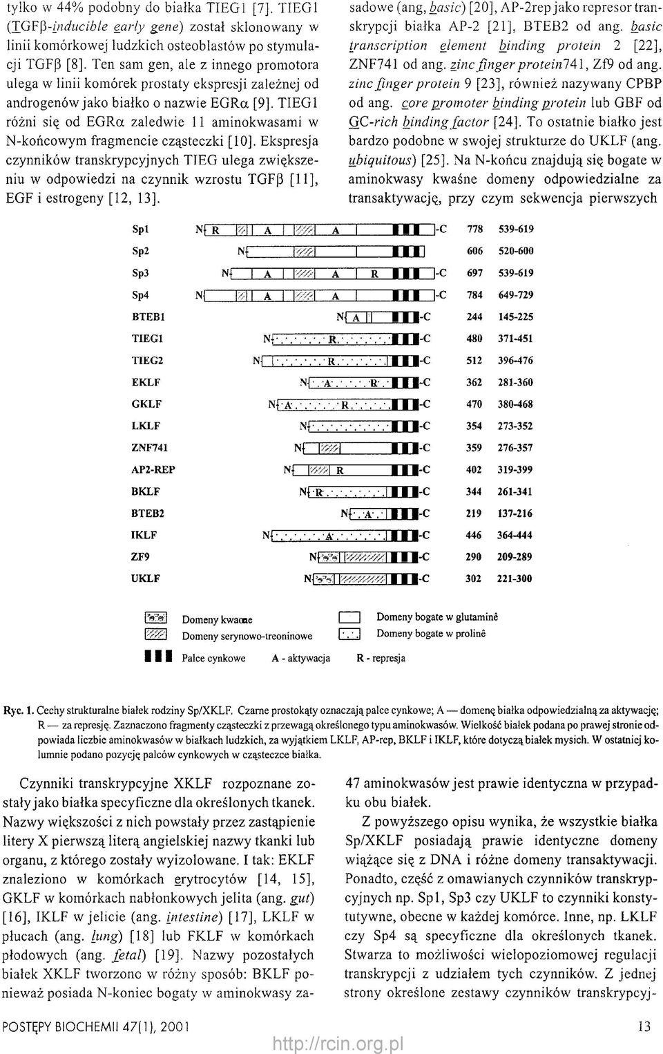 41, Zf9 od ang. ulega w linii komórek prostaty ekspresji zależnej od zinc finger protein 9 [23], również nazywany CPBP androgenów jako białko o nazwie EGRa [9]. TIEG1 od ang.